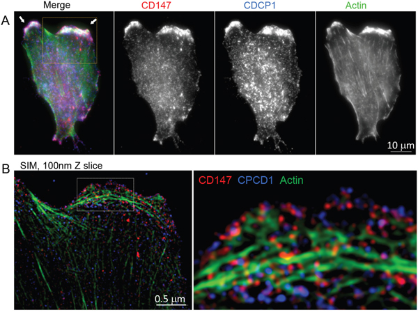 Localization of CD147, CDCP1 and actin in MCF10A-KRasG12V cells.
