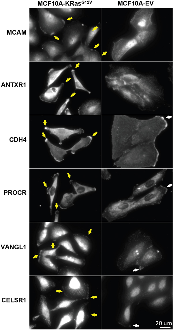 Comparative microscopy analysis of immunolabeled MCAM, ANTXR1, CDH4, PROCR, VANGL1, and CELSR1 gene products using commercially available antibodies in MCF10-KRasG12V and MCF10A-EV cells.