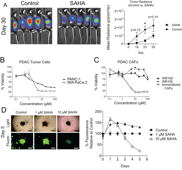 Effect of HDAC inhibition on PDAC tumor cell viability in isolation and in 3D co-culture with CAFs.