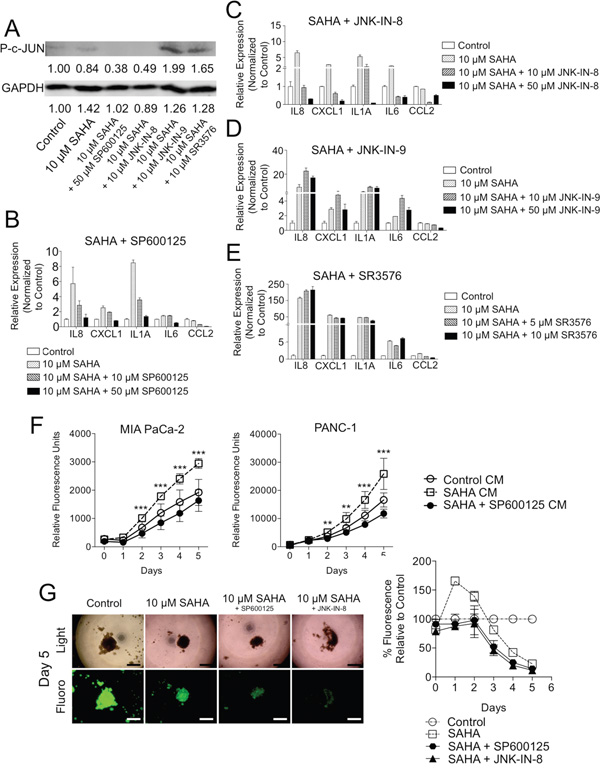 Chemical inhibition of JNK suppresses tumor supportive effects of HDACi in CAFs.