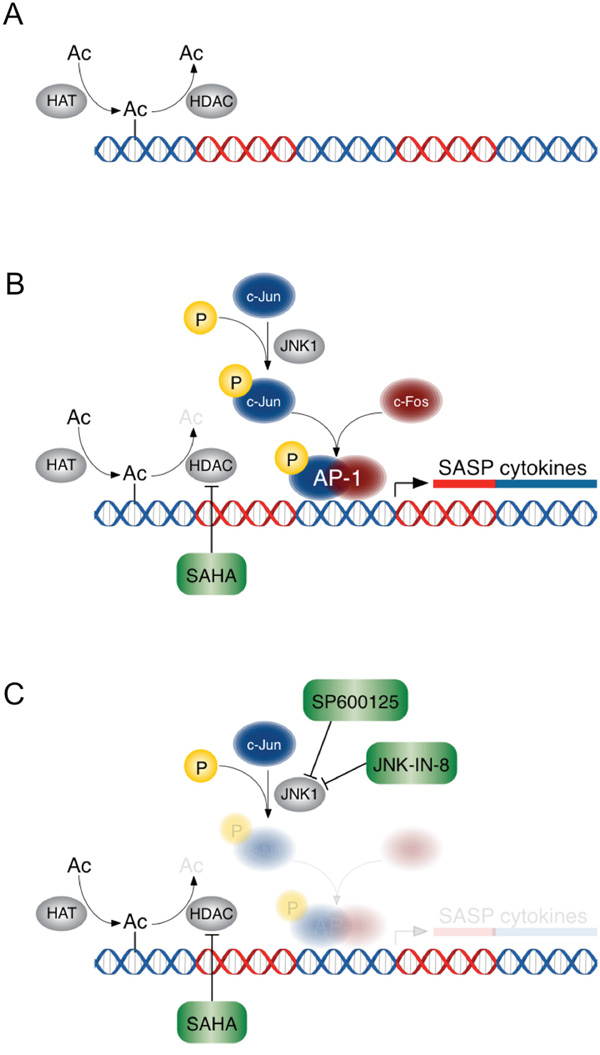 A schematic of the effects of HDACi&#x2019;s +/- JNK inhibition in PDAC CAFs.