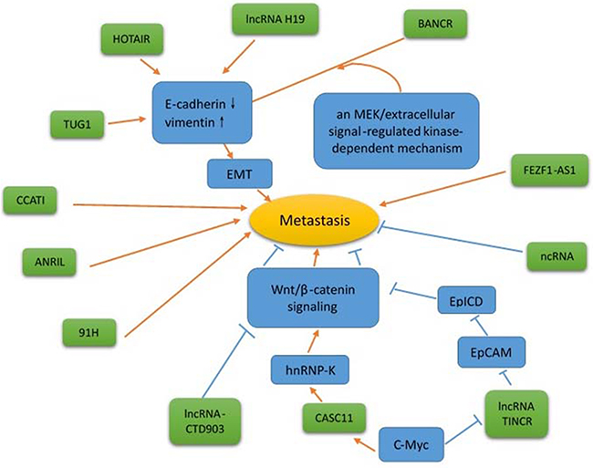 The regulation of metastasis by lncRNA.