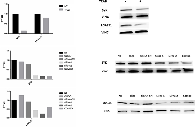 Panel A: qRT-PCR quantification and Western Blot analysis of SYK and LGALS1 after trabectedin (5 nM) treatment on WITT cells.