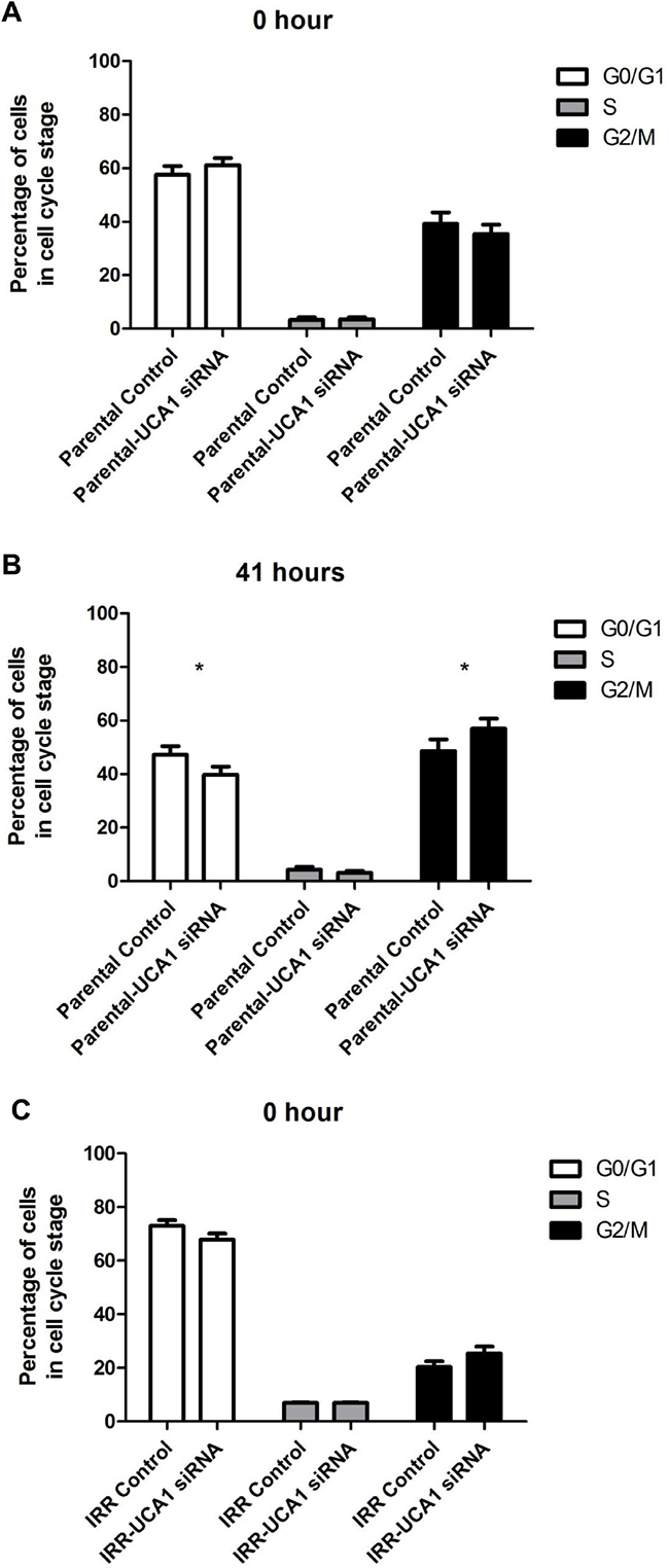 UCA1 depletion disrupts cell cycle progression and induces cell cycle arrest at the G2/M transition.