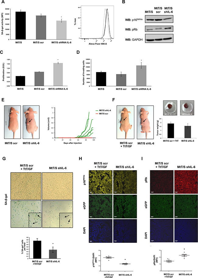 IL-6 silenced clones present decreased senescent biomarkers and acquire the capacity to form tumors.