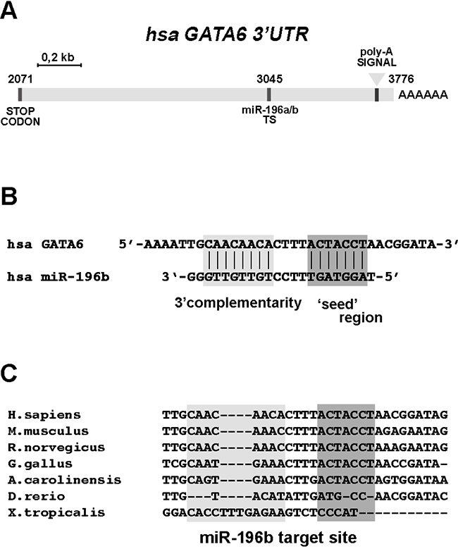 The 3&#x2019;UTR sequence of GATA6 contains a conserved miR-196b target site.