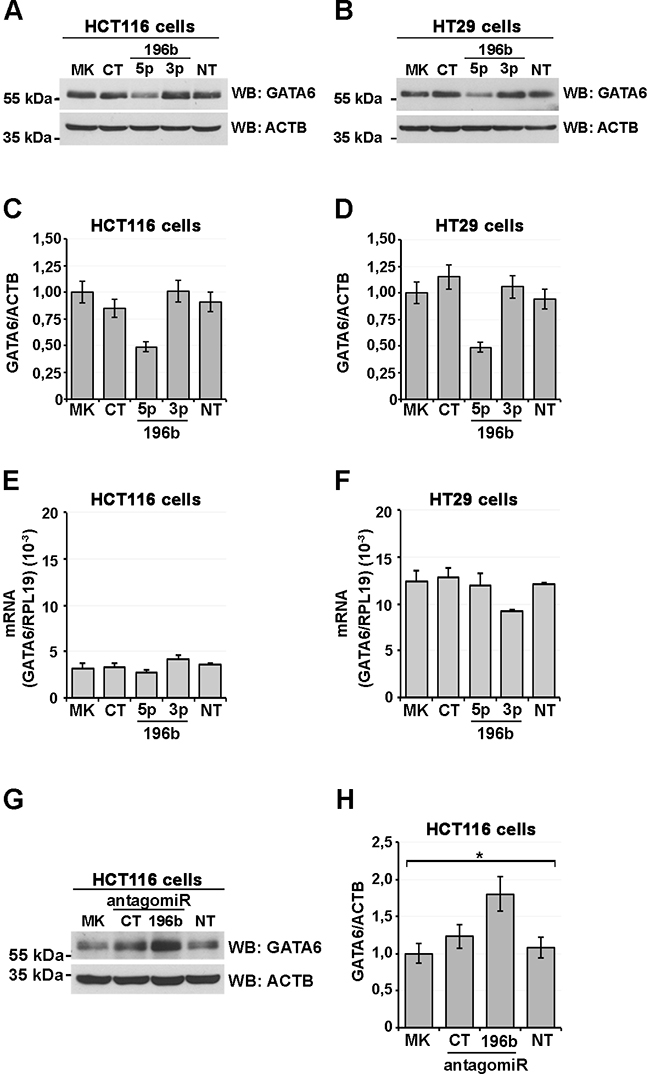 miR-196b expression reduces GATA6 protein levels.