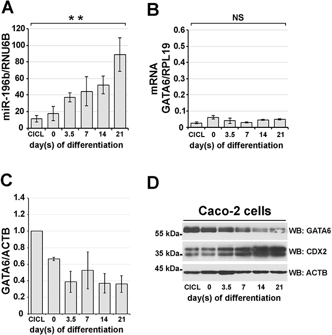 miR-196B and GATA6 expression levels inversely correlate during in vitro intestinal differentiation.