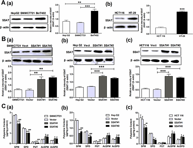SSAT over-expression down-regulated the content of polyamines in hepatocellular and colorectal carcinoma cells.