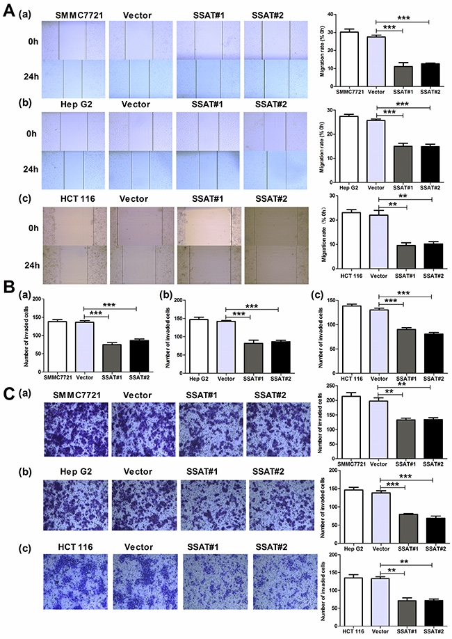 Up-regulation of SSAT inhibited cell migration and invasion in hepatocellular and colorectal carcinoma cells.