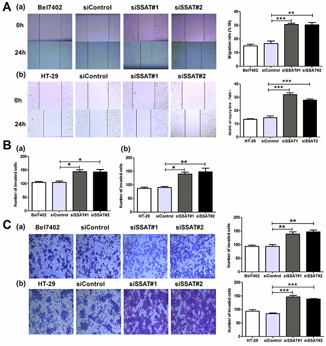 Knockdown of SSAT enhanced cell migration and invasion in hepatocellular and colorectal carcinoma cells.