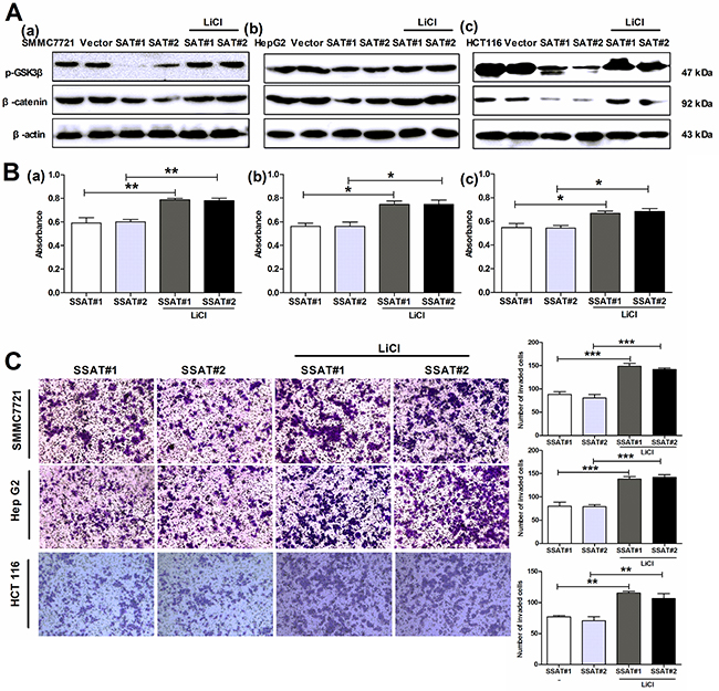 The GSK3&#x03B2; inhibitor LiCl reversed SSAT-induced inhibition of AKT/&#x03B2;-catenin signaling pathway as well as cell proliferation, migration and invasion in hepatocellular and colorectal carcinoma cells.