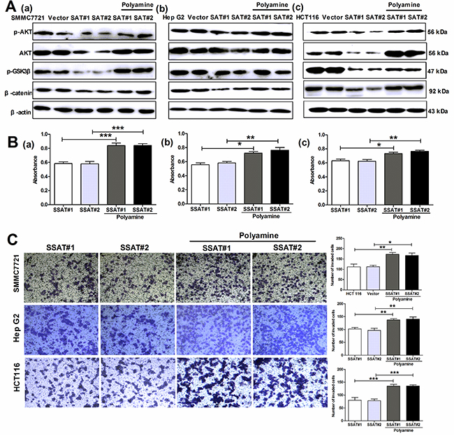 The exogenous polyamines (PUT, SPD, SPM) reversed SSAT-induced inhibition AKT/&#x03B2;-catenin signaling pathway as well as cell proliferation and invasion in hepatocellular and colorectal carcinoma cells.
