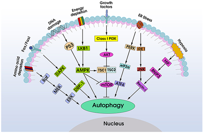 Schematic overview of autophagy-associated signaling pathways in cancer.