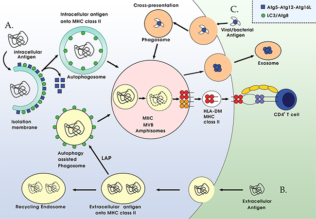 Autophagy-associated antigen presentation pathways.