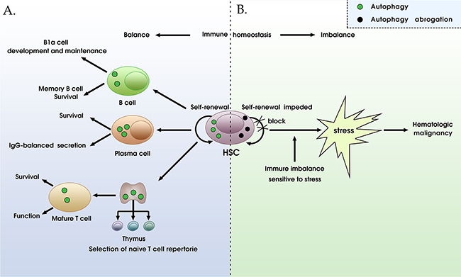 The roles of autophagy in immune homeostasis and tumorigenesis.