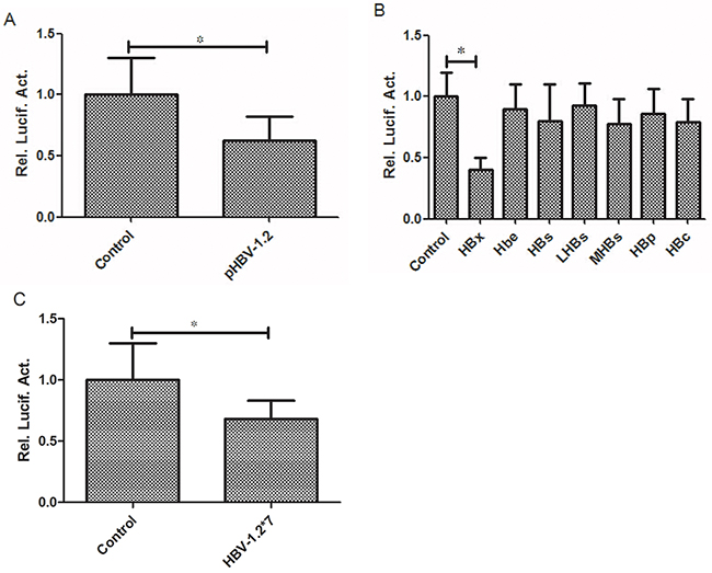 HBV-1.2 and HBX inhibit the promoter activity of RKIP.