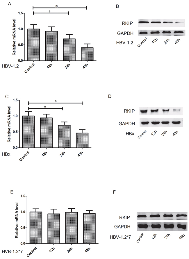HBV-1.2 and HBX inhibit the mRNA and protein expression levels of RKIP.