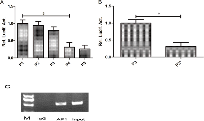 AP1 play an important role in regulating the promoter activity of RKIP.