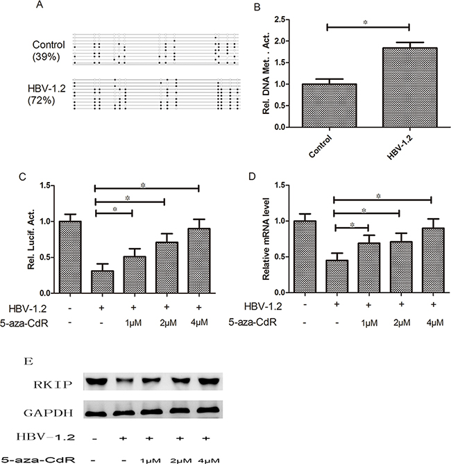 HBV can affect RKIP expression through regulating the promoter methylation status.