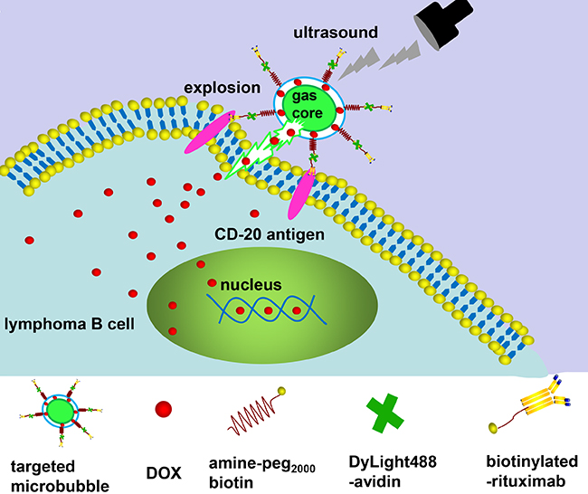 Illustration of RDM structure, and depiction of antigen-specific, tumor cell targeting drug delivery.