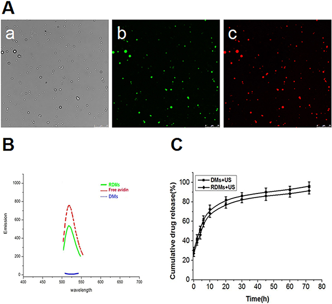 Microbubble fluorescence and drug release characterization.
