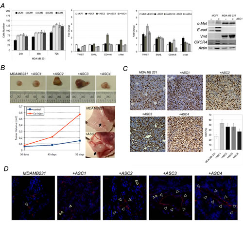 ASCs influence behaviour of MDA-MB-231 cells.