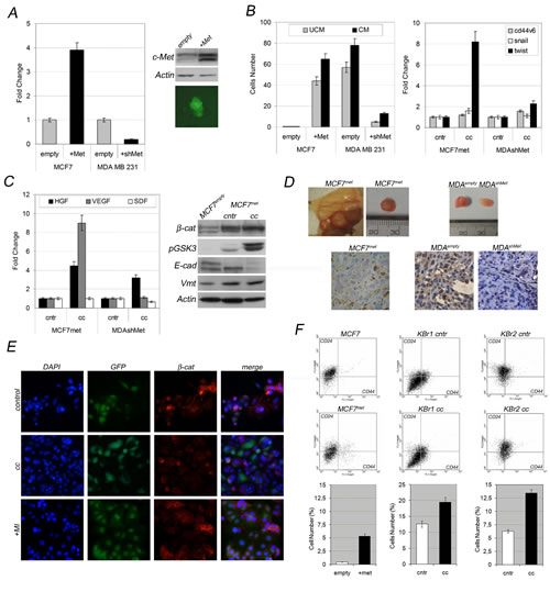 c-Met expression in cancer cells predicts ASCs-susceptibility.