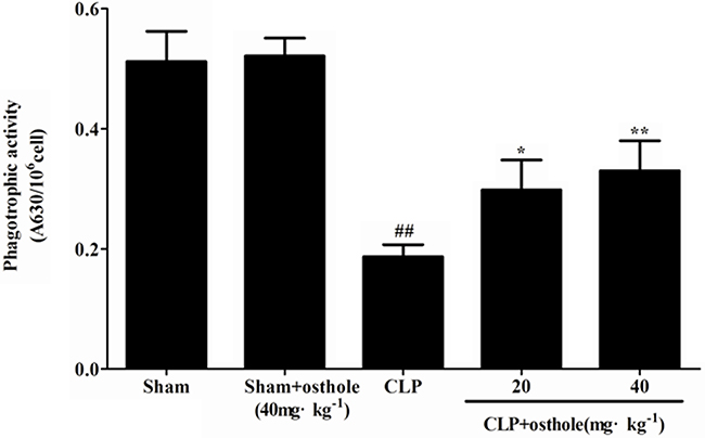 Effect of osthole on peritoneal macrophage phagocytic activity in CLP-induced mice sepsis.