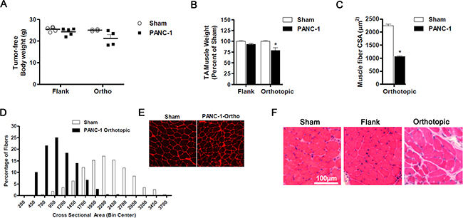 Orthotopic PANC-1 xenografts induce cancer cachexia.