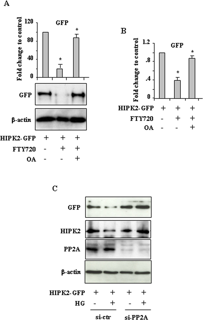 PP2A induces HIPK2 degradation.
