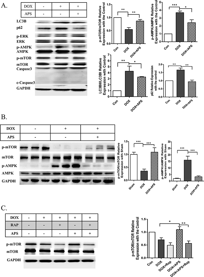 APS attenuates doxorubicin-induced heart injury by regulation of the phosphorylation of AMPK/mTOR.