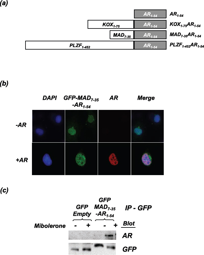 The repressor constructs enter the nucleus and interact with the active androgen receptor. (a)