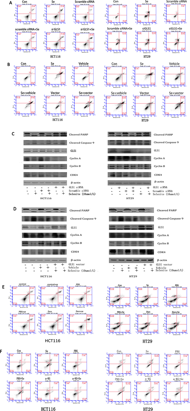 Selenite induces apoptosis via inhibition of glutaminolysis and GLS1 expression.