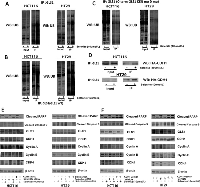 Selenite enhances GLS1 degradation by promoting association between CDH1 and GLS1.