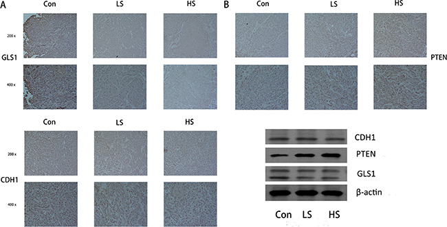 Selenite regulated the PTEN/APC/C-CDH1/GLS signaling pathway in vivo.