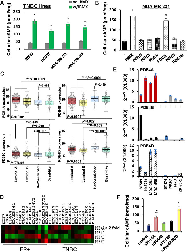 Role of PDE4 isotypes in cAMP decomposition in TNBC cells.