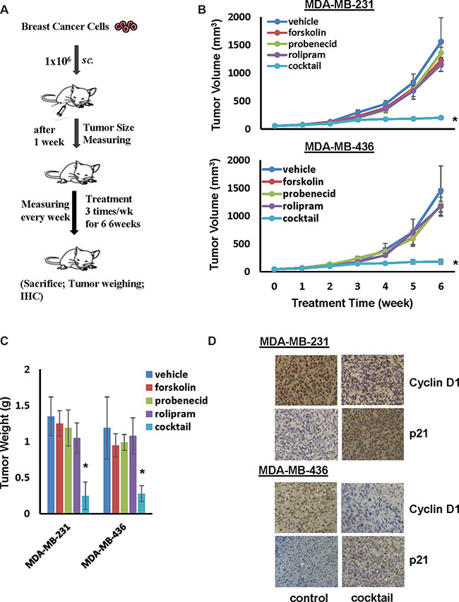 Cocktail of forskolin, probenecid and rolipram suppresses tumor outgrowth of TNBC cells.