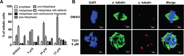 T521 induces defects in centrosome integrity, chromosome alignment and spindle assembly.