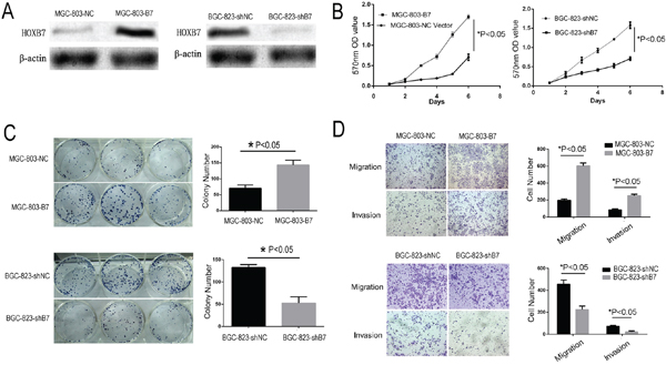 Increased HOXB7 expression promotes gastric cancer cell line proliferation, clone formation, migration and invasion.
