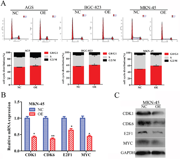 RBMS3 regulates G1/S phase progression of GC cell cycle.