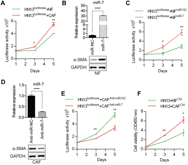 Functional analysis of miR-7 effects on the HNC cell proliferation.