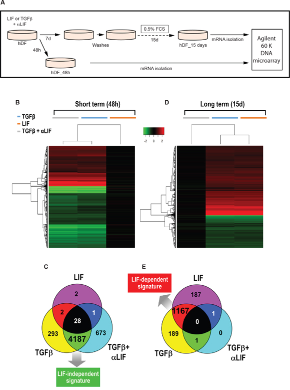 LIF supports long-term TGF&#x03B2;-activated fibroblasts transcriptomic signature.