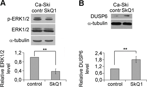 Inhibition of ERK1/2 phosphorylation (activation) and upregulation of DUSP6 expression by SkQ1 in Ca-Ski cells.