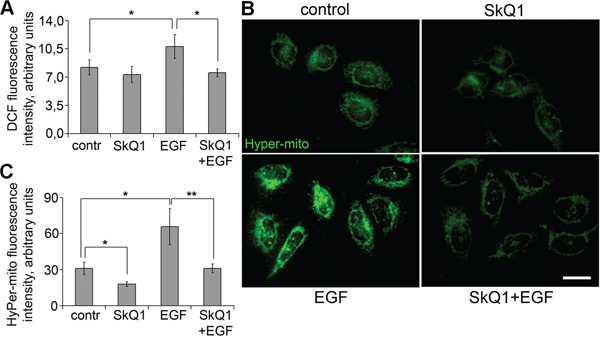 SkQ1 prevented accumulation of cytoplasmic and mitochondrial ROS induced by EGF in SiHa cells.