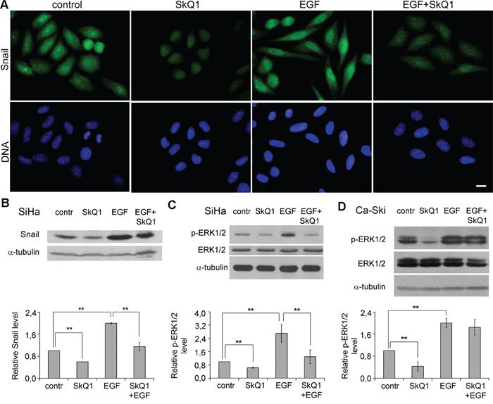 SkQ1 suppressed EGF induced signaling in cervical cancer cells.