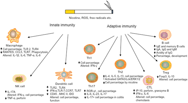 Effects of cigarette smoking on the development and function of both innate and adaptive immune cells.