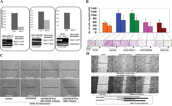 Effect of RAC1 Inhibitors, NSC23766 and W56 on fibronectin-induced RAC1 activation, fibronectin-induced migration, LWnt3ACM stimulated fibronectin-induced migration, and Wnt3A Recombinant stimulated fibronectin-induced migration in TNBC Cells.