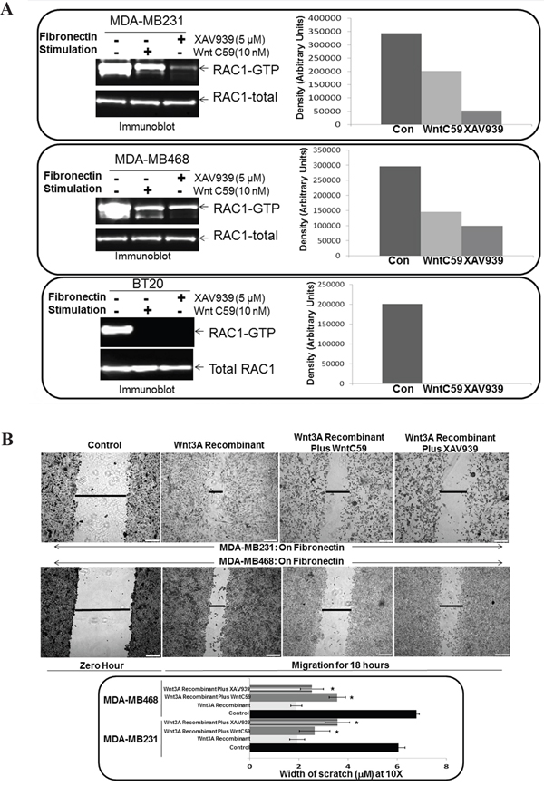 Effect of WP modulators, WntC59 and XAV939 on fibronectin-induced RAC1 activation and Wnt3A Recombinant stimulated fibronectin-induced migration in TNBC Cells.