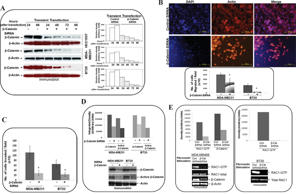 Effect of siRNA-mediated downregulation of beta-catenin on fibronectin-directed migration, matrigel-invasion, transcriptionally active beta-catenin and fibronectin-induced activation of RAC1 in TNBC cells.